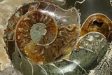 Wide Polished Fossil Ammonite Dish - Inlaid Ammonite #137407-1